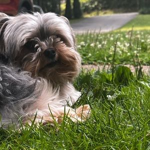 Meet your Posher, Deelyla